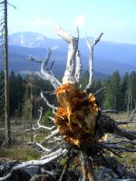 fruehling24 wanderung von eisenstein nach hammern_eisenstrass dreanterhalb der grenz - blick zum arber